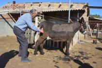 José Albiac (L'esquilador)